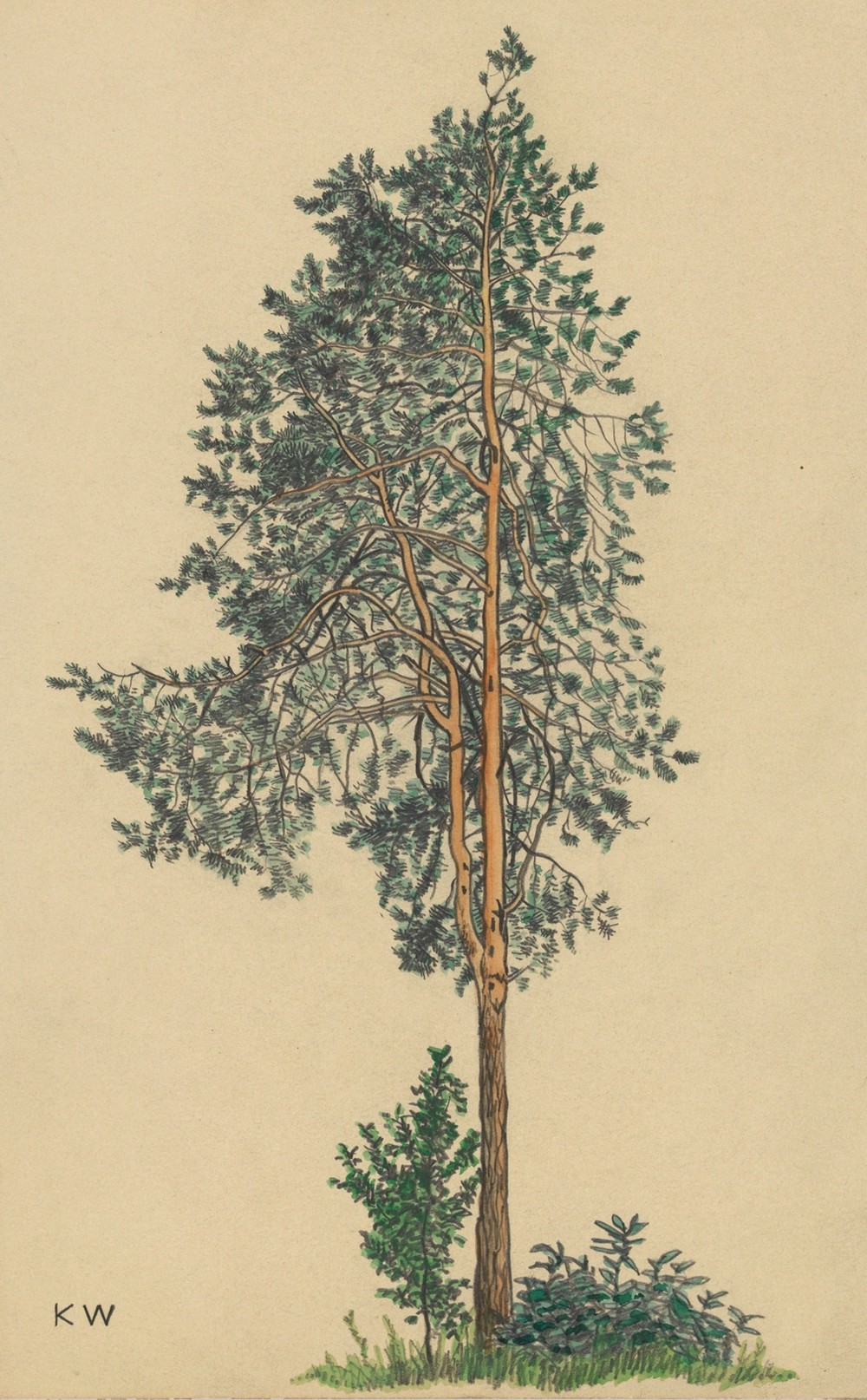 Ohne Titel (Nadelbaum) I (around 1924)