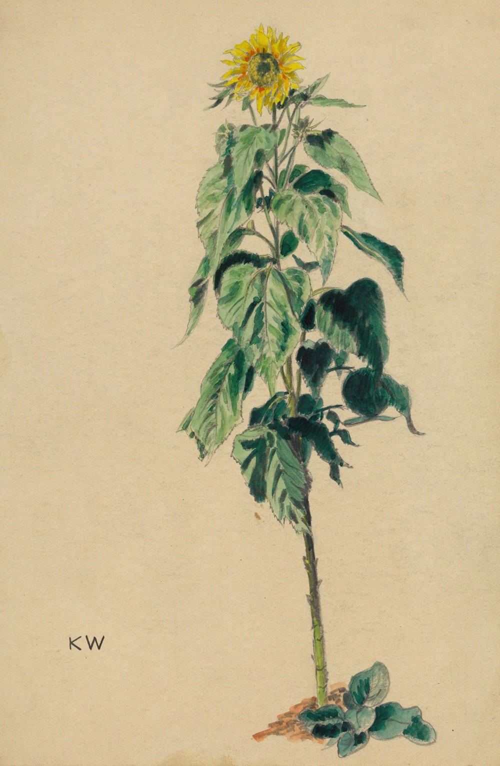 Sonnenblume (around 1924)