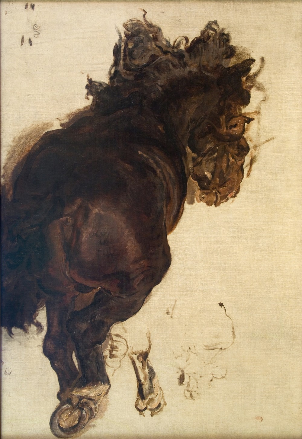 Study of a recIIning horse