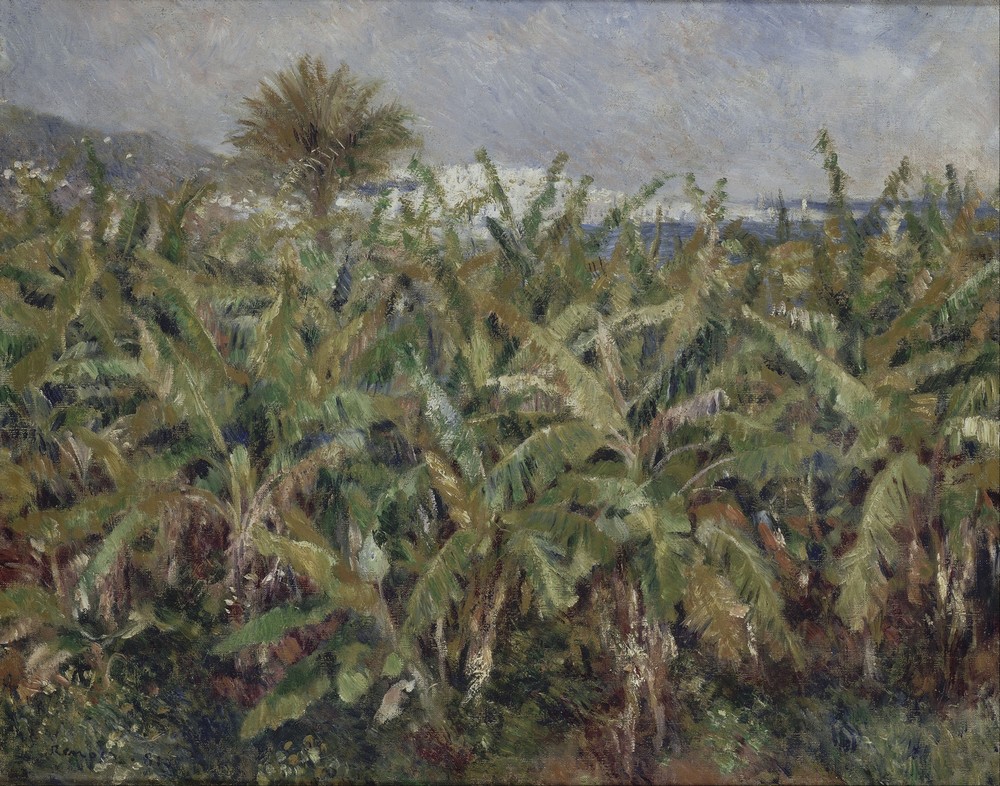 Field of Banana Trees