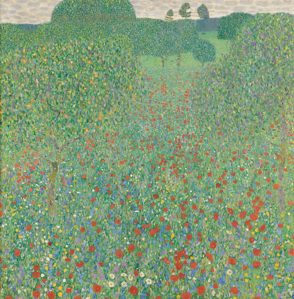 Blühender Mohn Mohnwiese