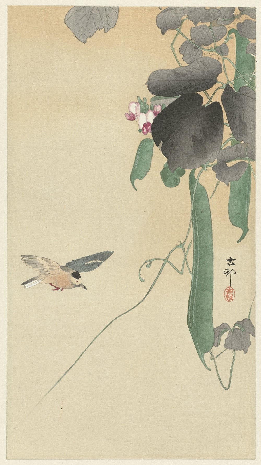 Bird at flowering bean plant