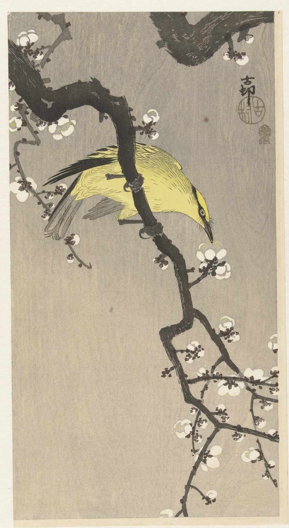 Chinese golden oriole on plum blossom branch