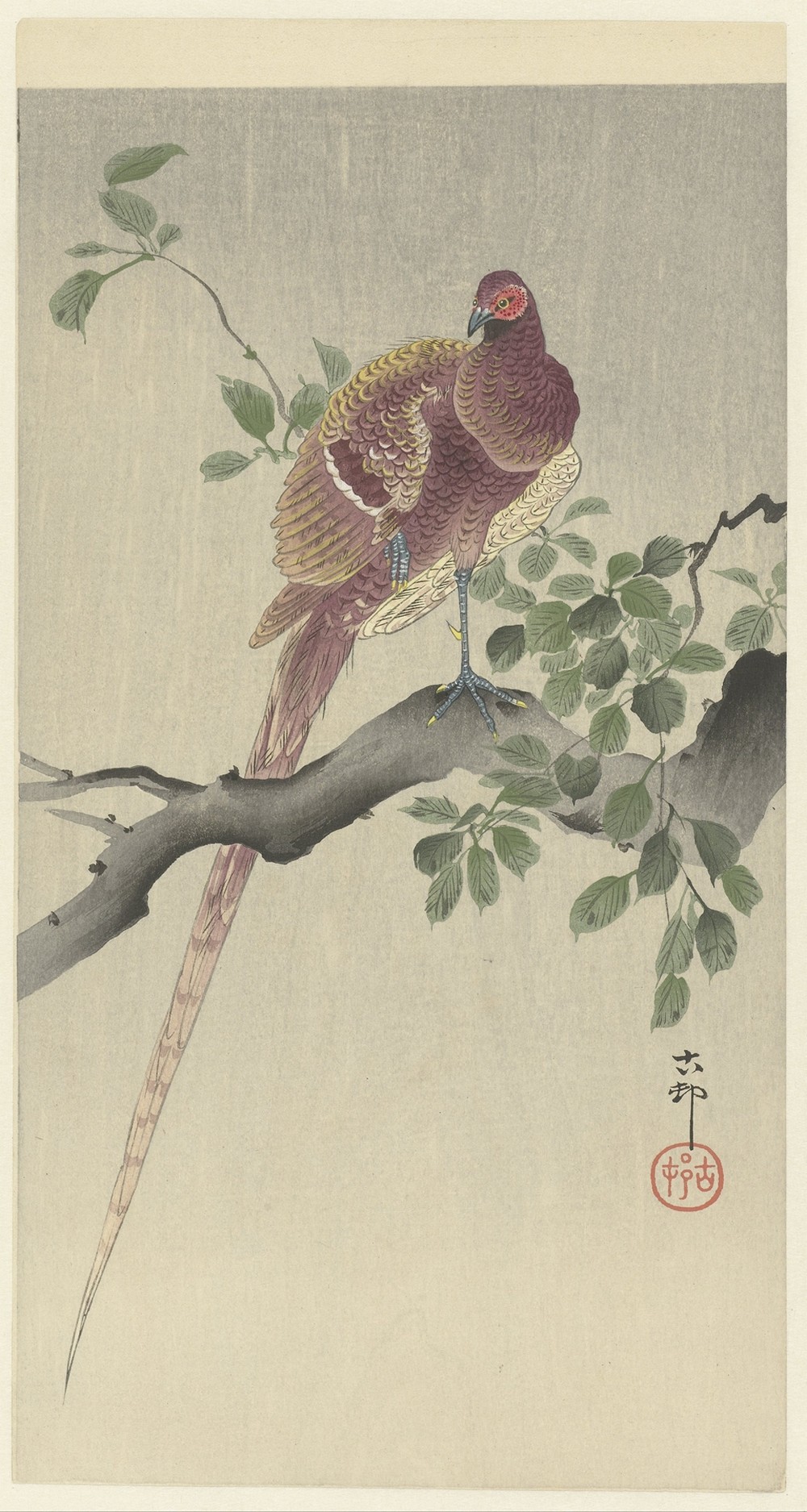 Copper pheasant