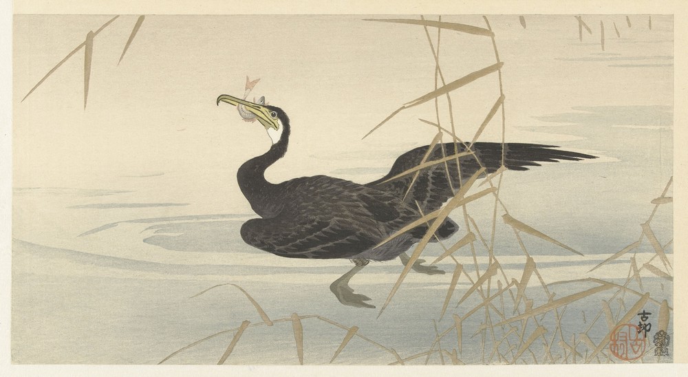 Cormorant with fish