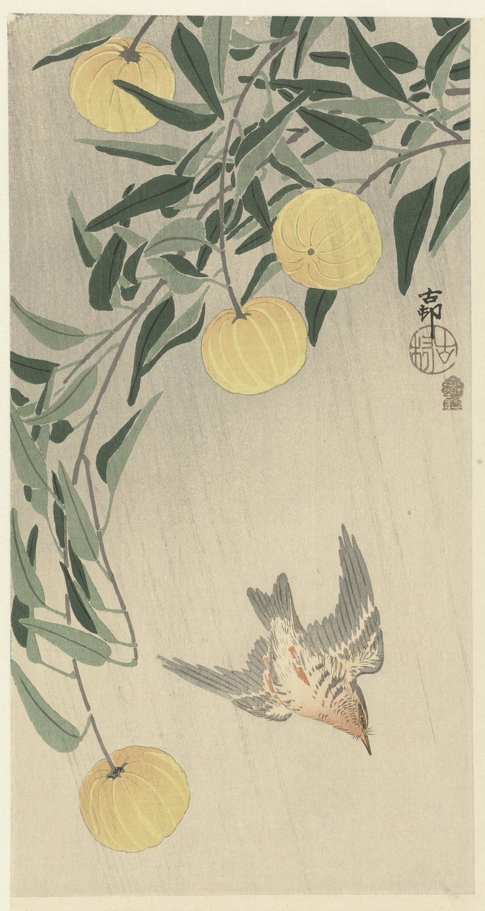 Cuckoo in the rain