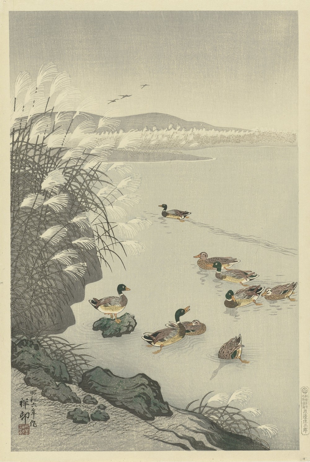 Ducks in the water