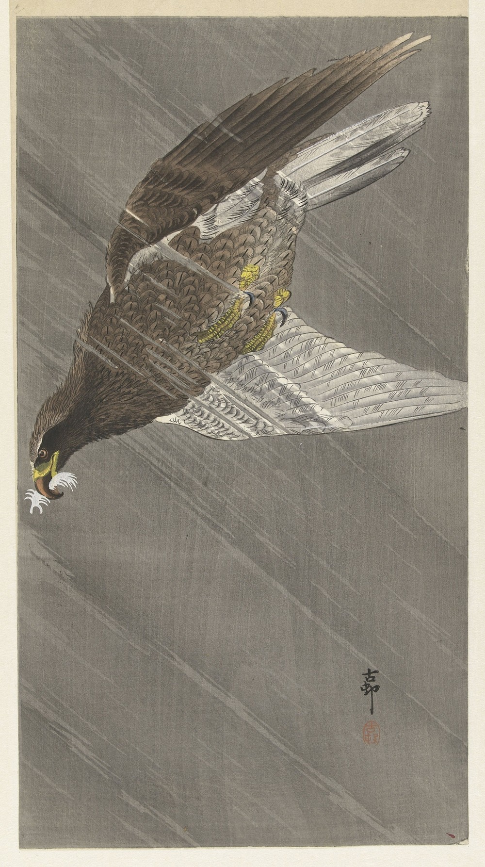 Eagle Flying Down