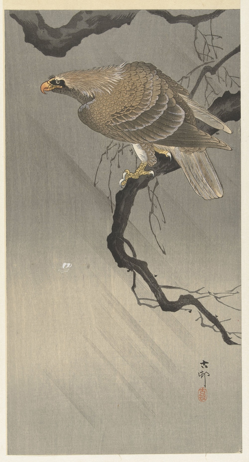 Eagle on branch