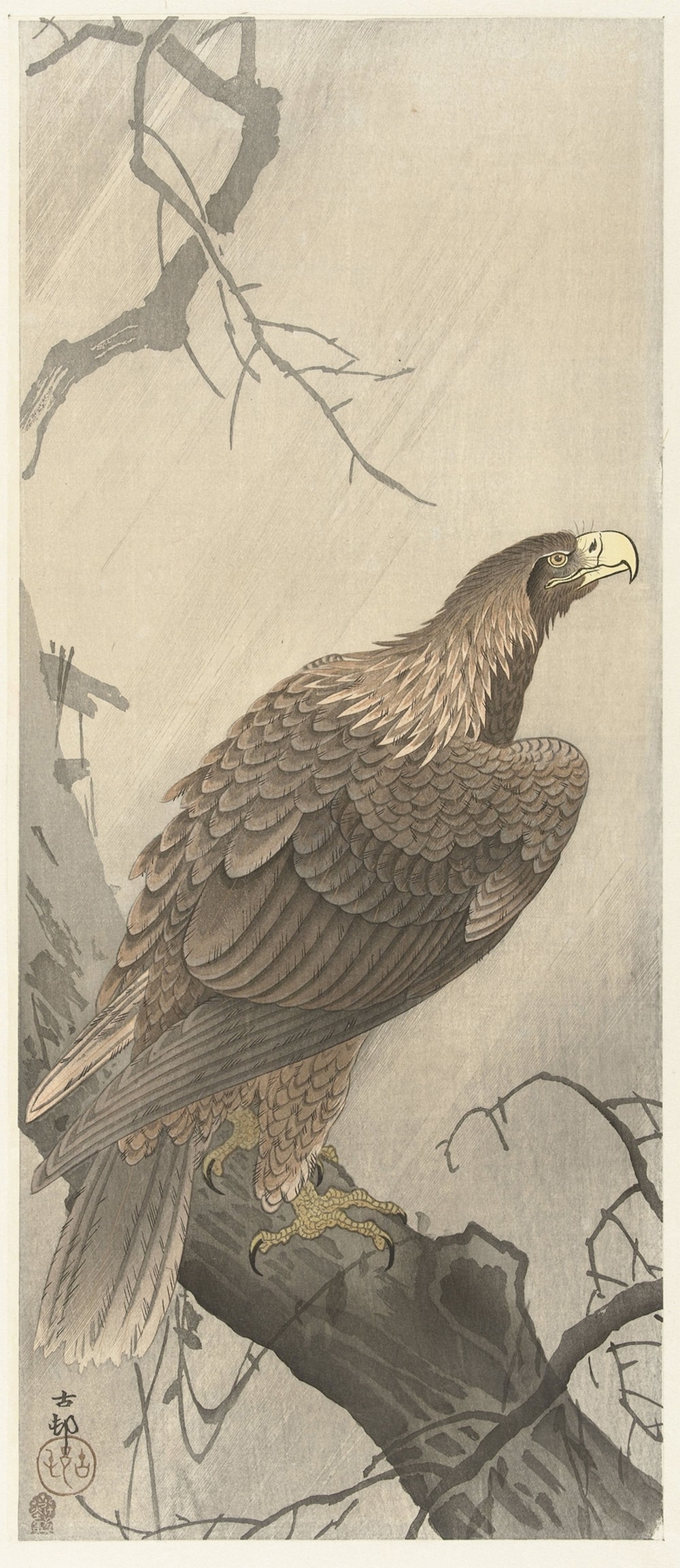 Eagle on tree branch
