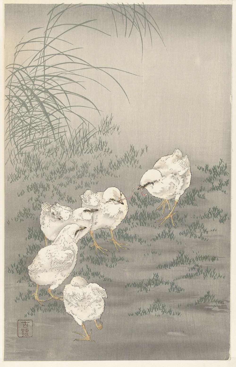Five chicks