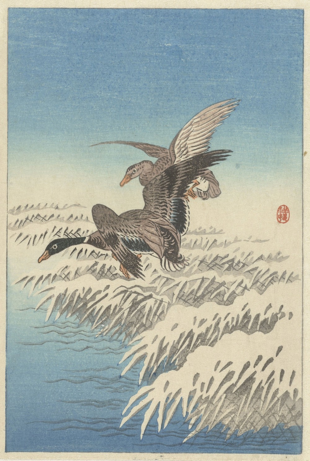 Flock of ducks flying above snowy reed collar