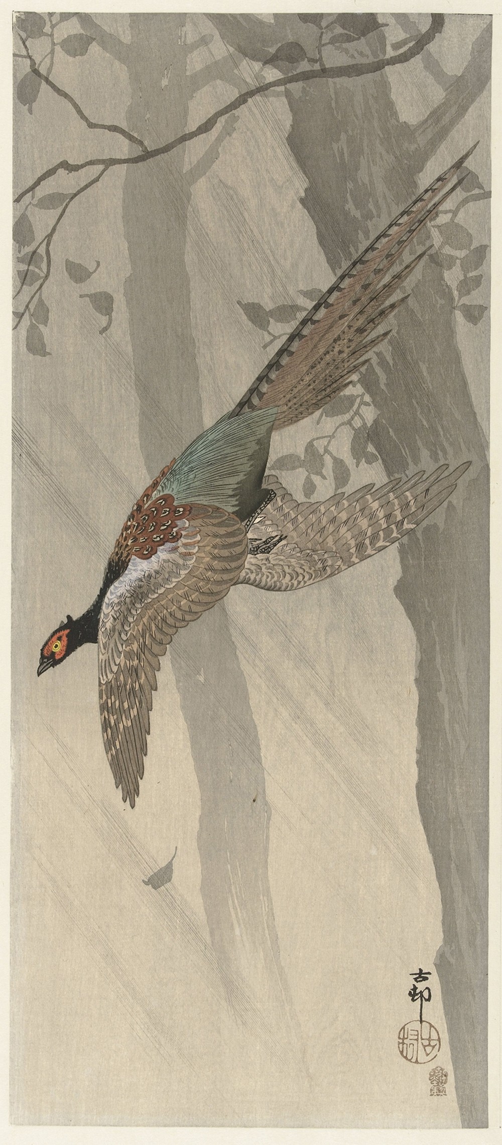 Flying pheasant