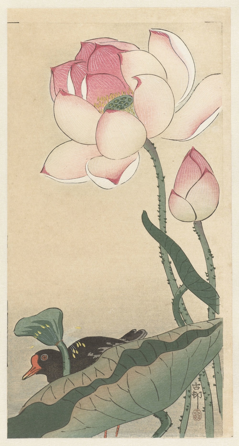 Gallinule with Lotus Flowers