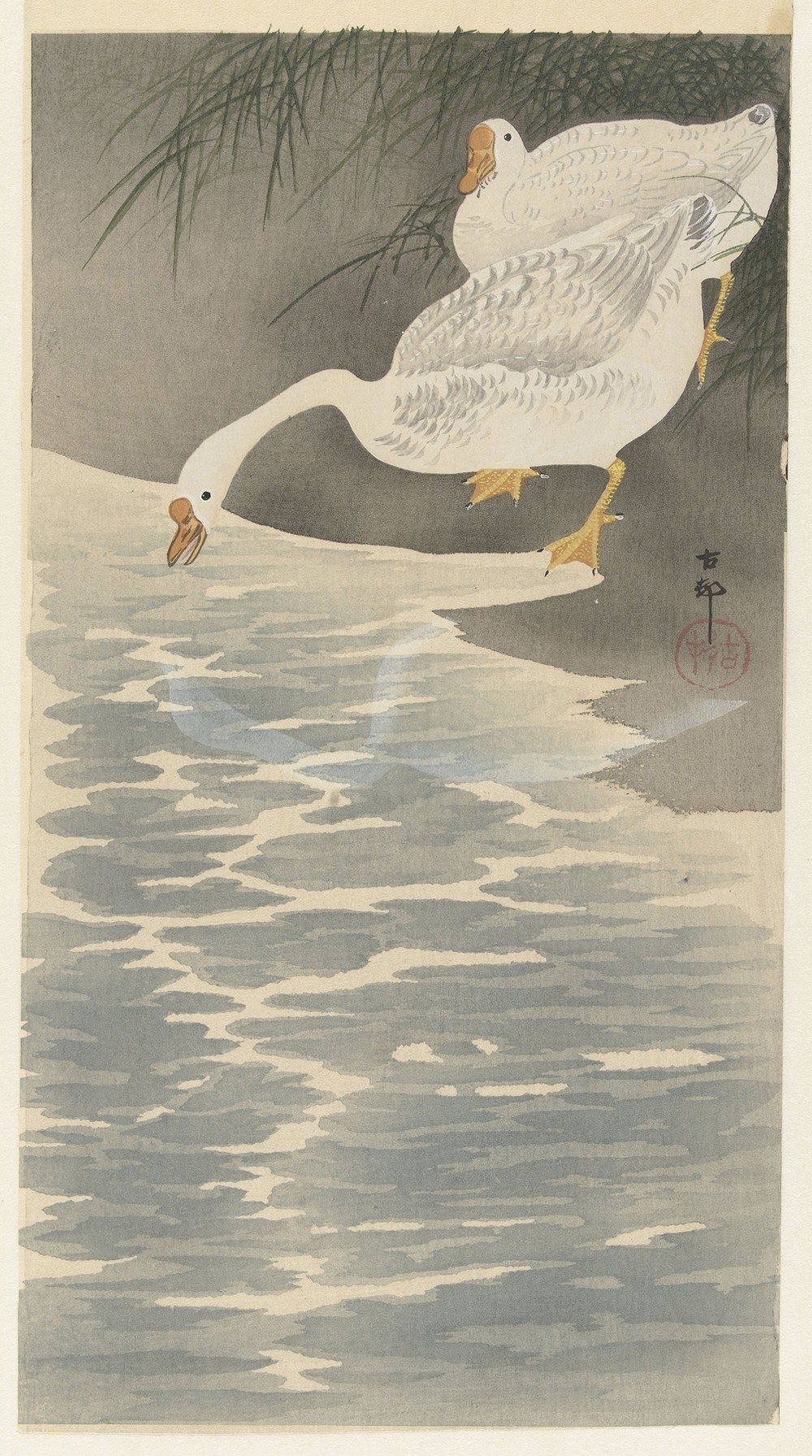Geese on the bank