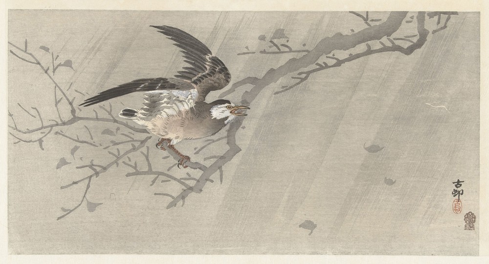 Gray starling in storm