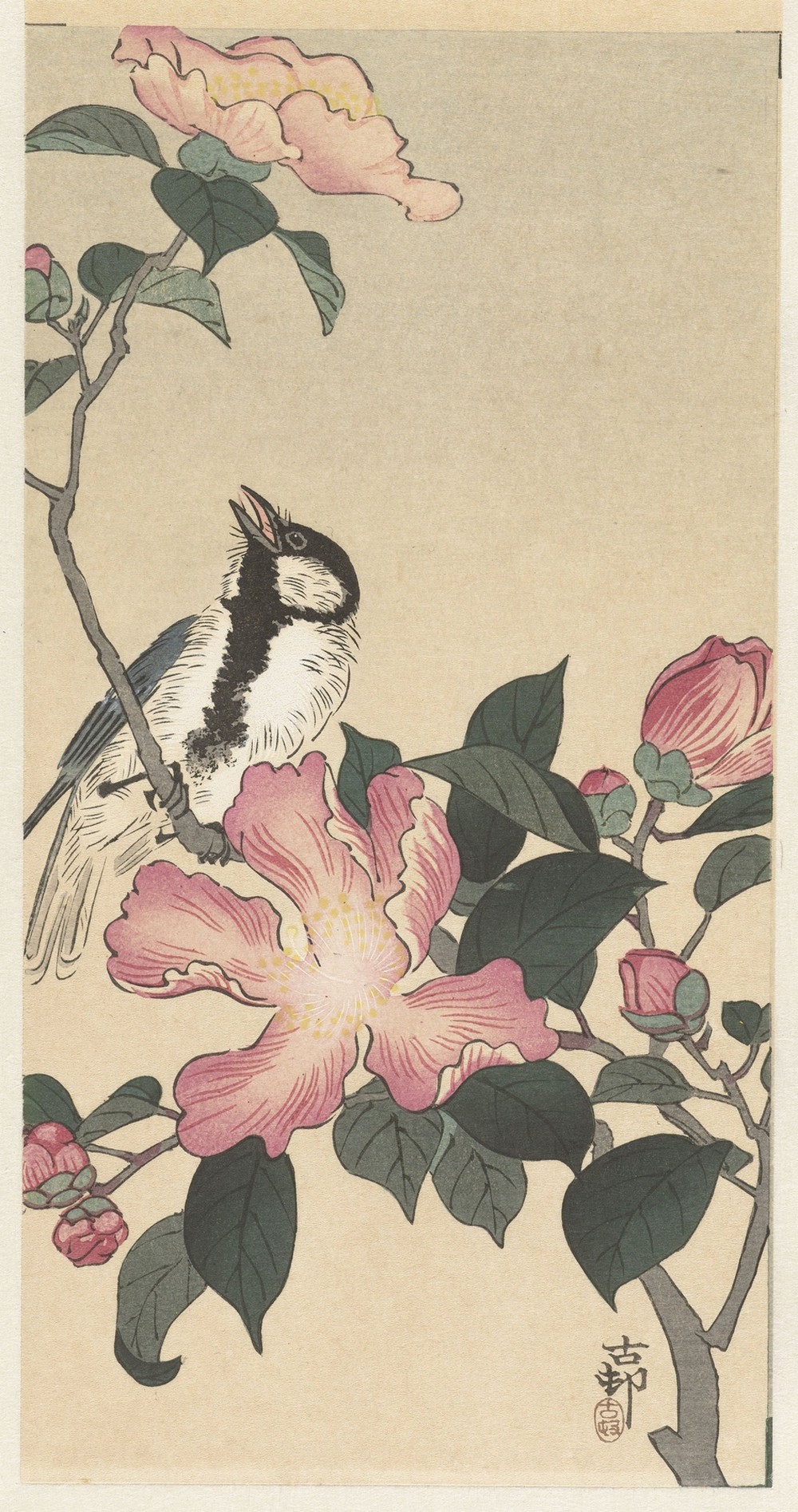 Great tit on branch with pink flowers
