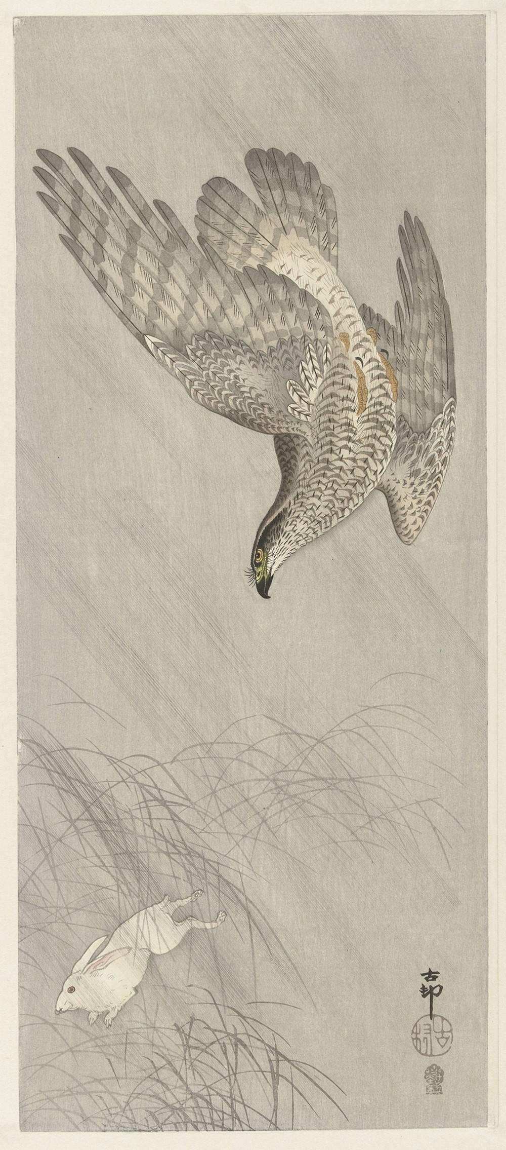 Hawk hunting for hare