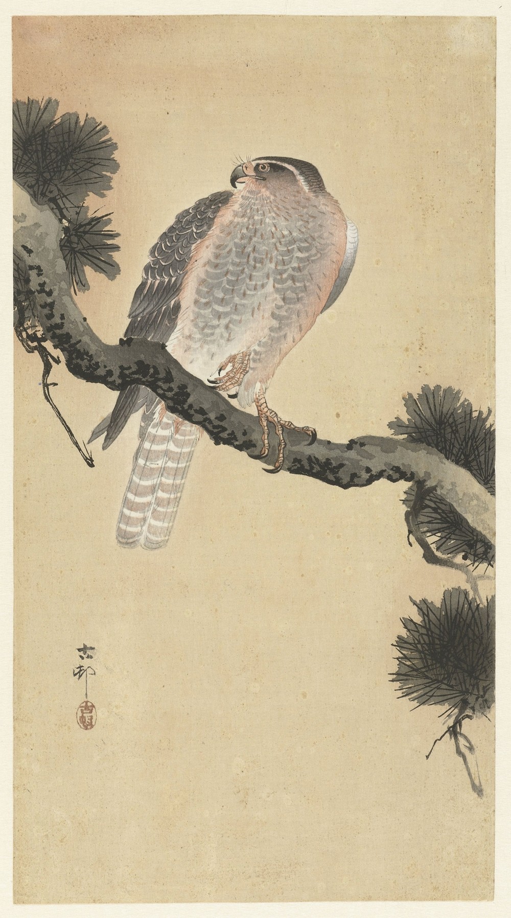 Hawk on pine branch