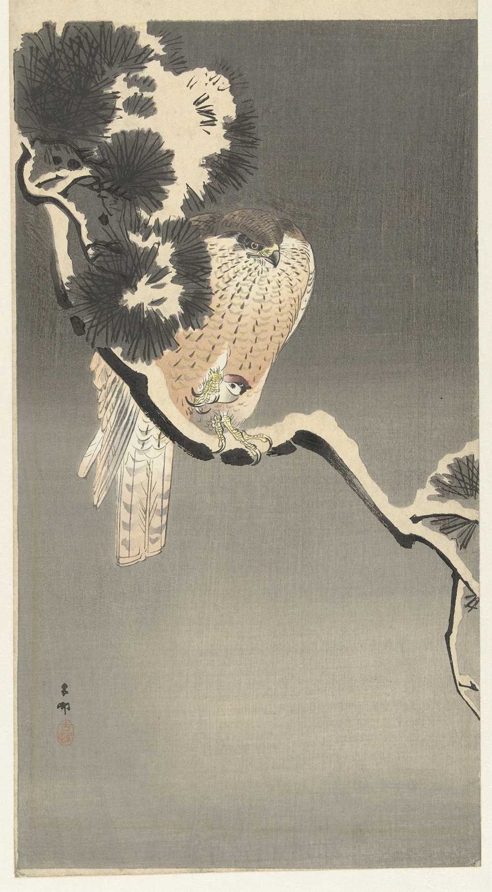 Hawk with sparrow