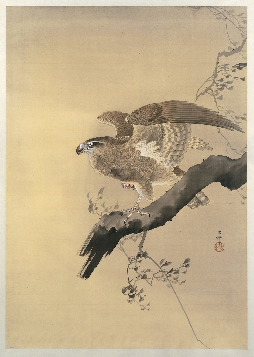 Hawk