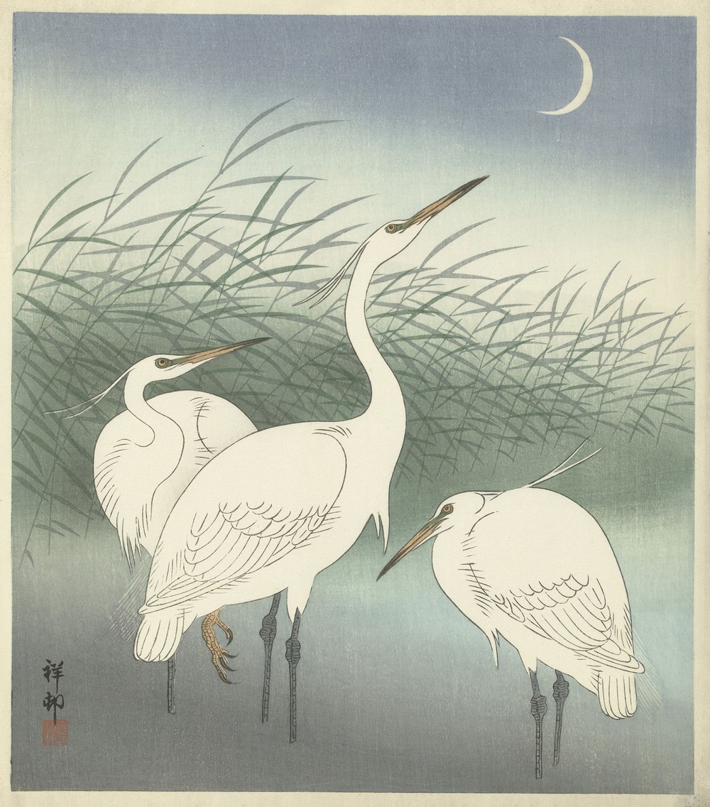 Herons in shallow water