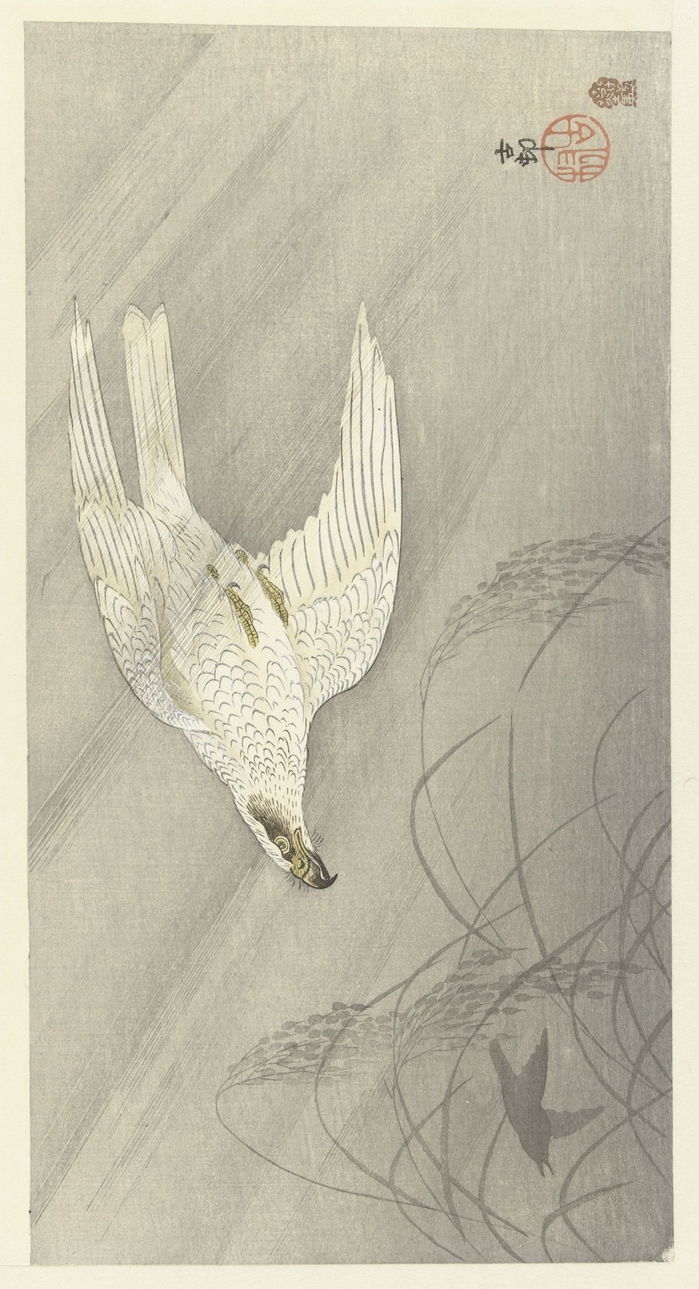 Hunting hawk