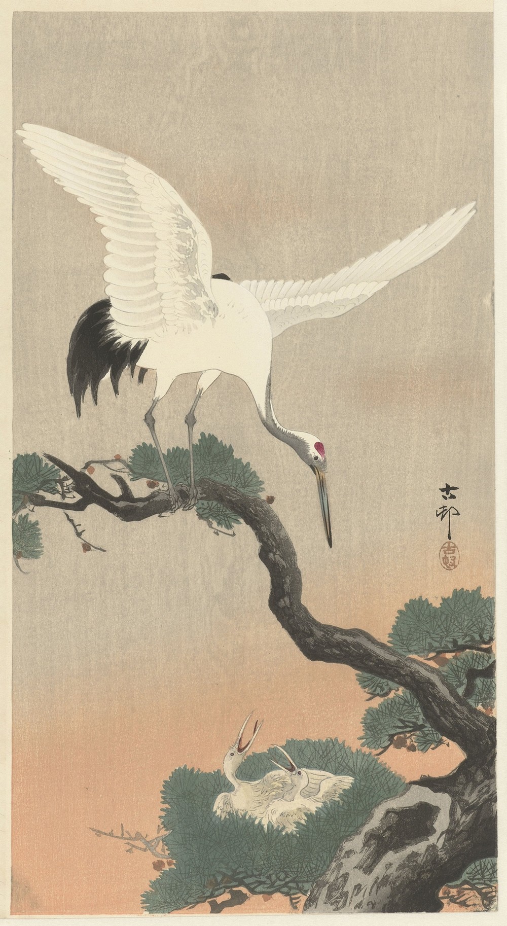 Japanese common crane on branch of pine