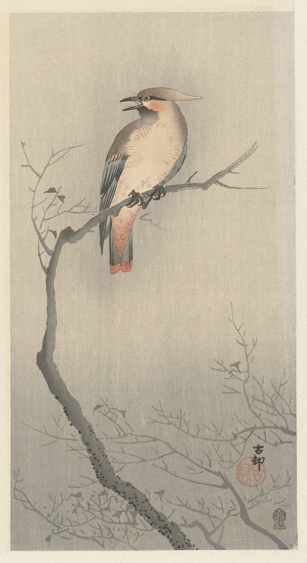 Japanese waxwing on branch