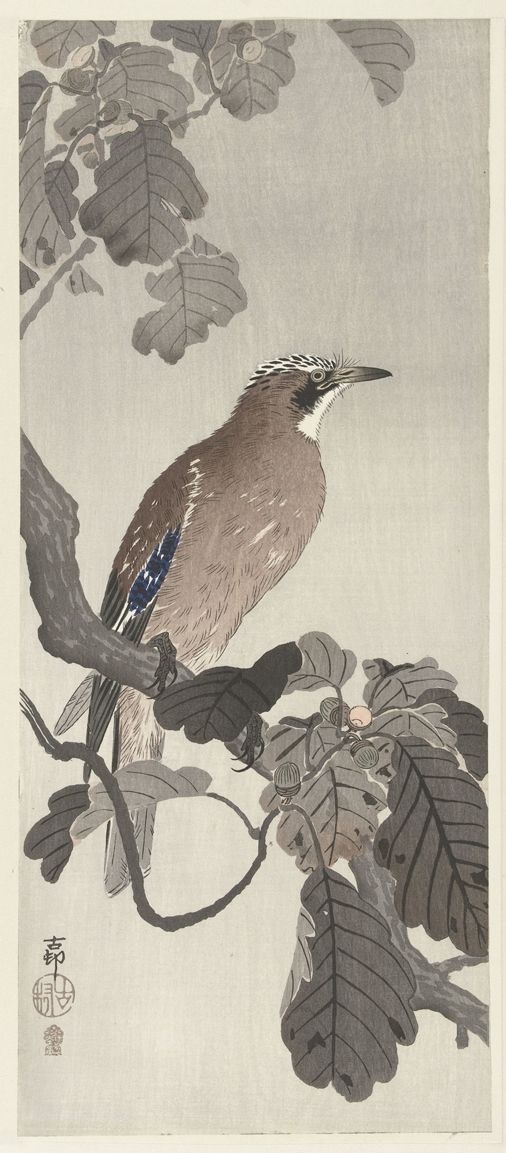 Jay on tree branch