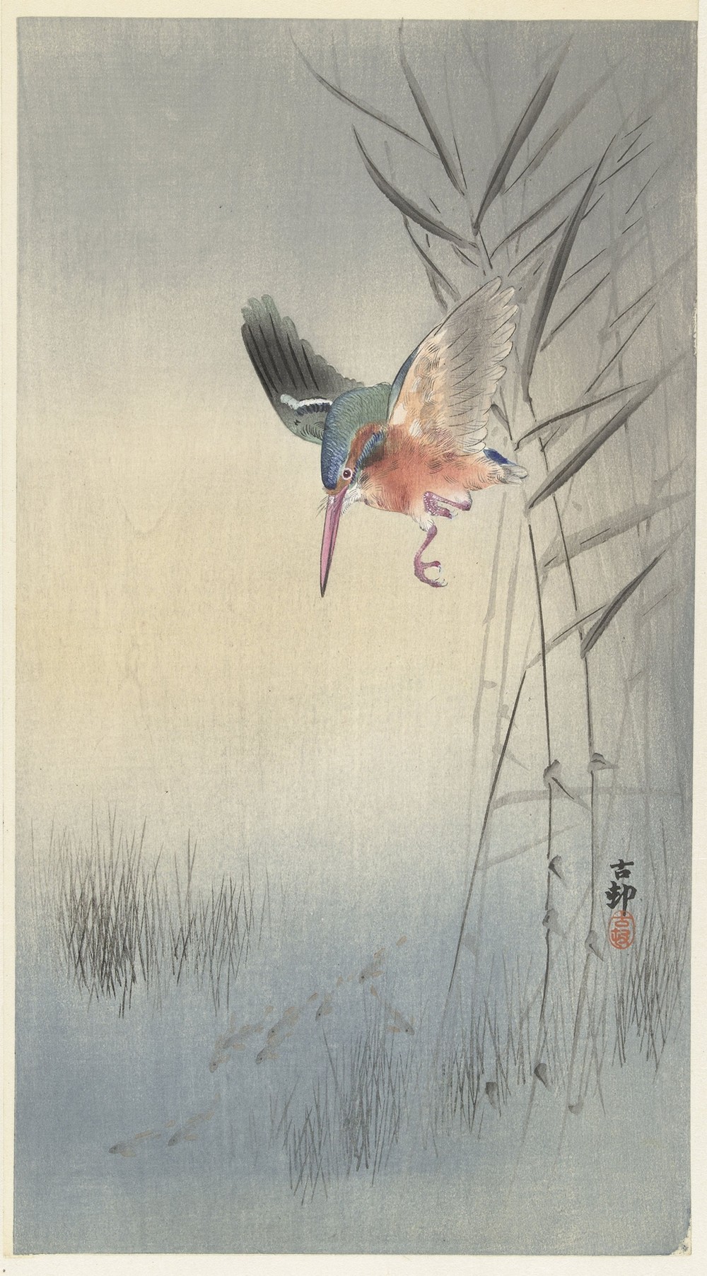 Kingfisher hunting for fish