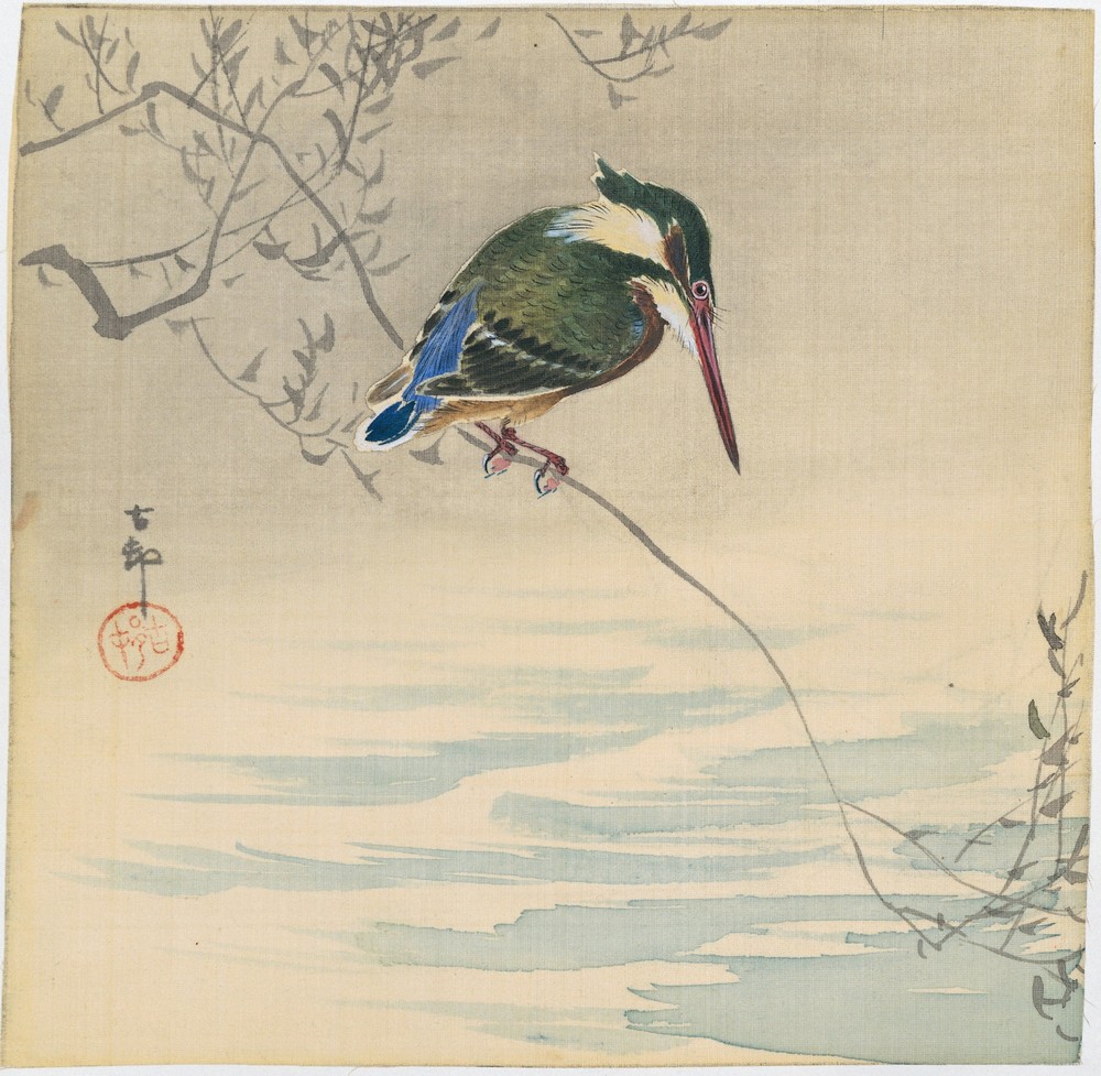 Kingfisher