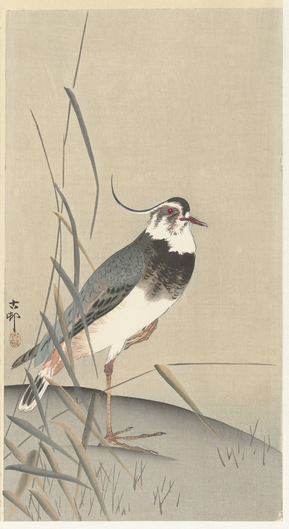 Lapwing and reed