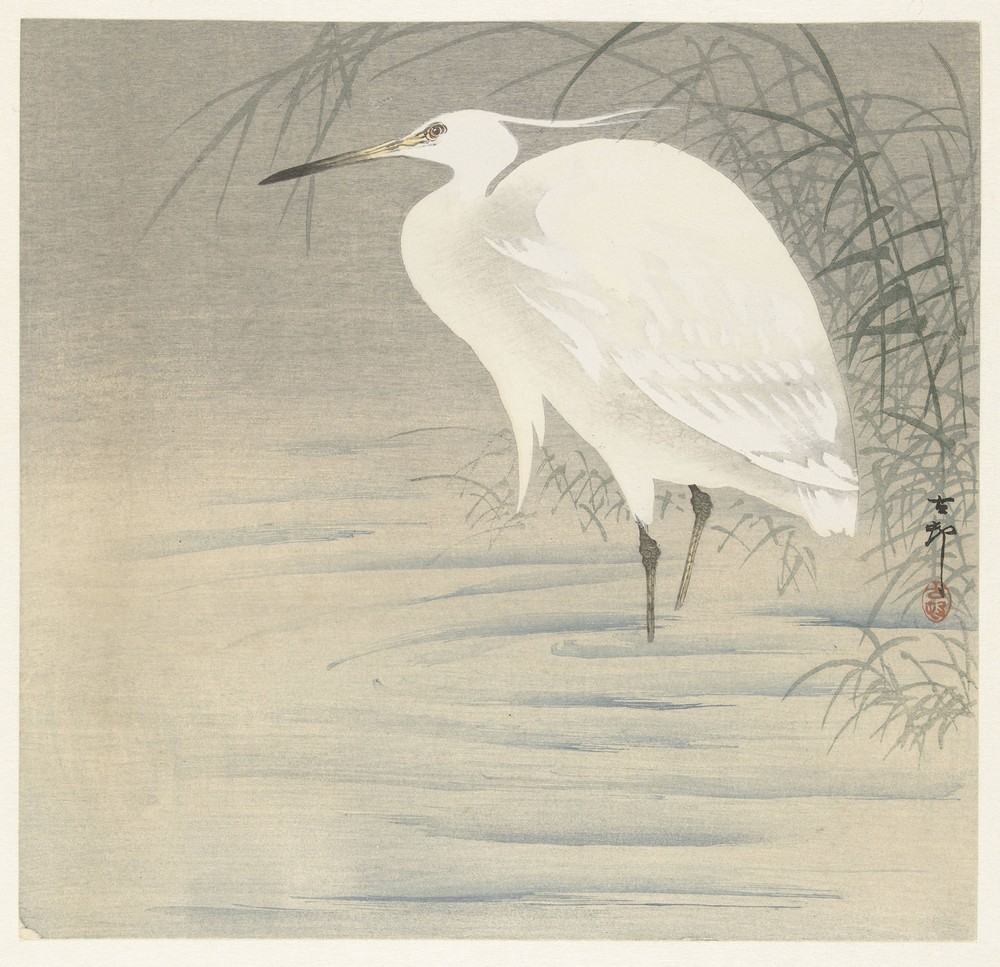 Little egret.