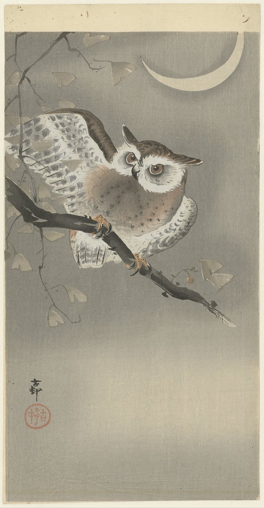 Long-eared owl in ginkgo