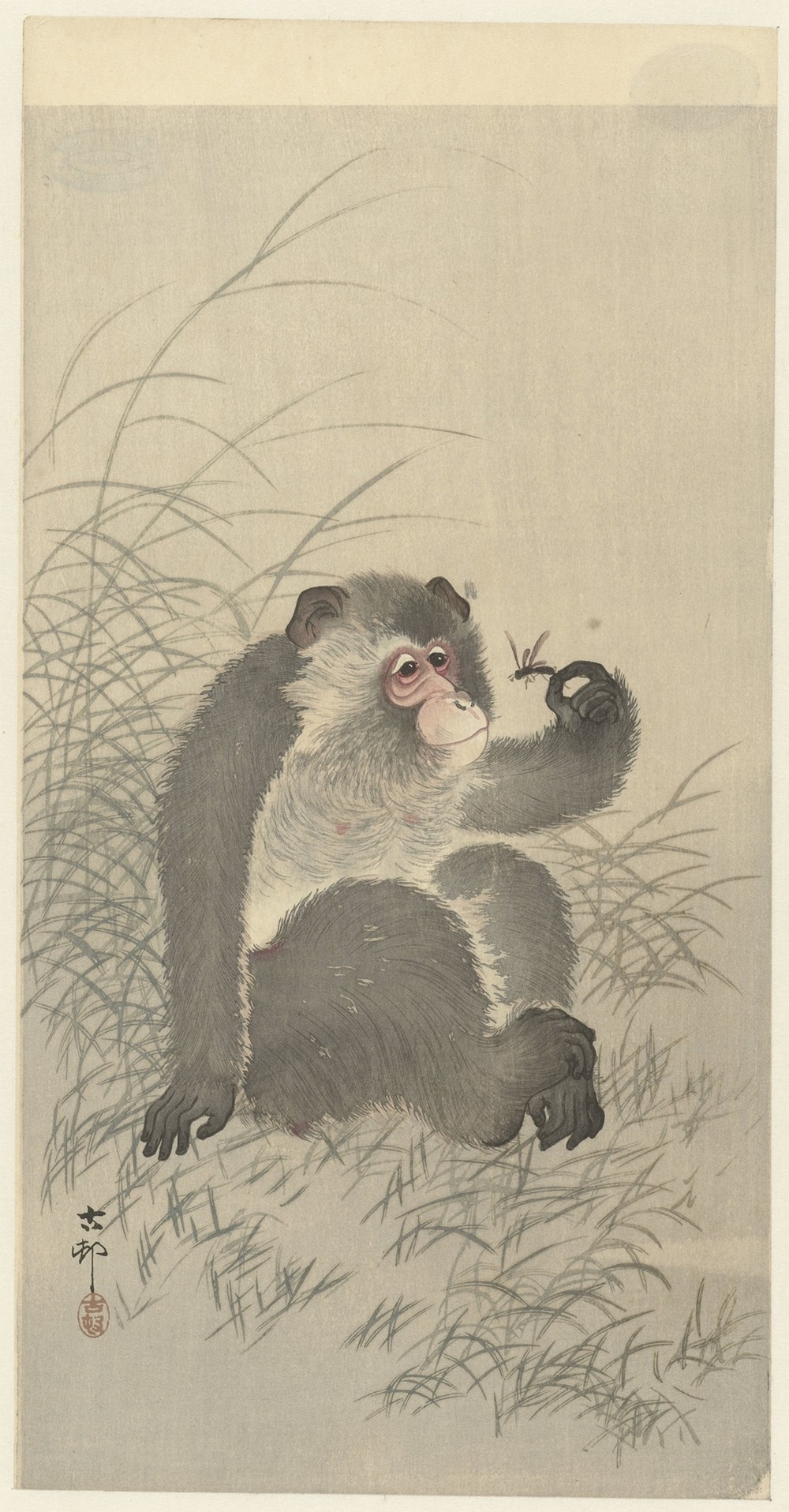Monkey with insect