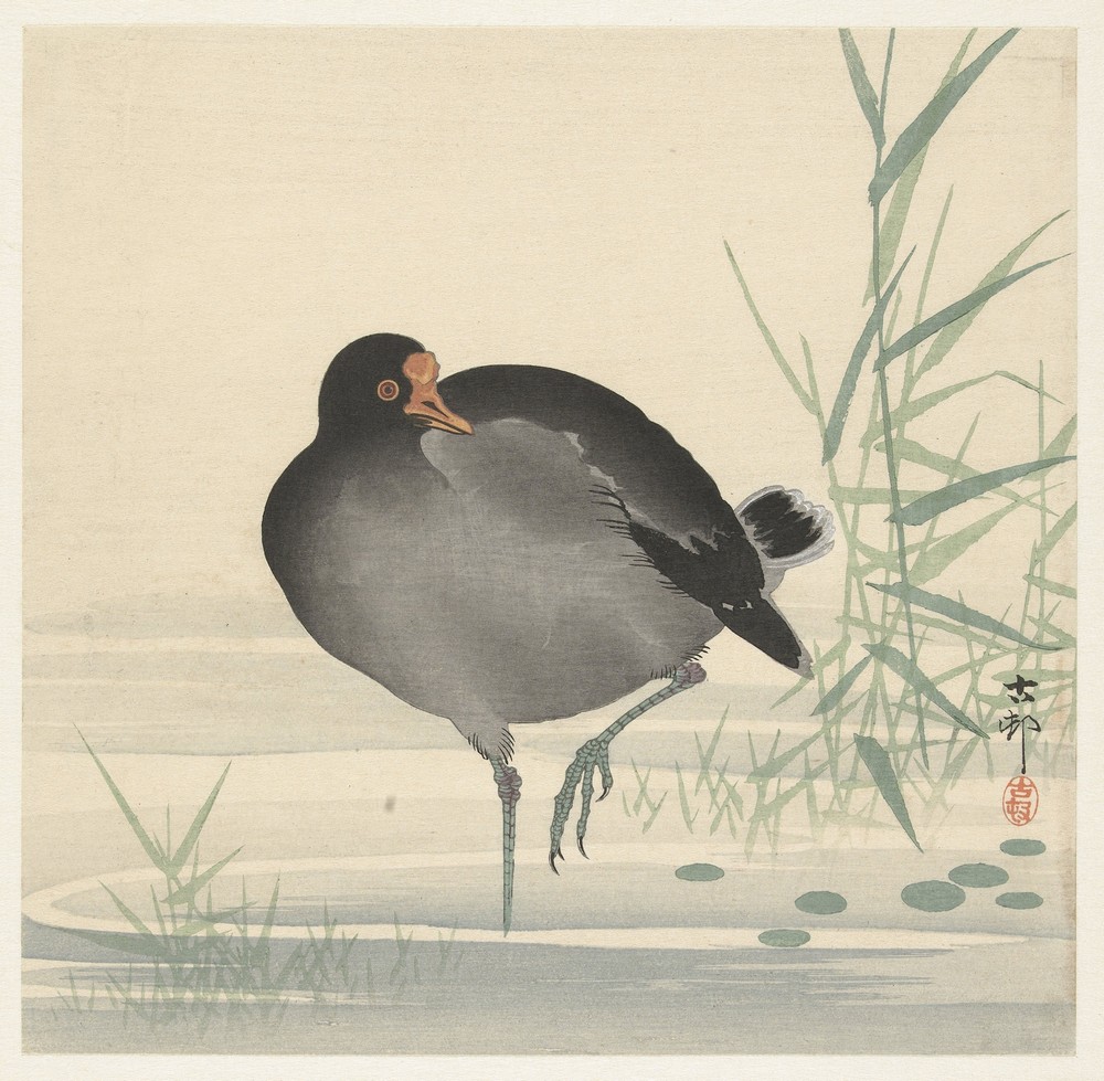 Moorhen