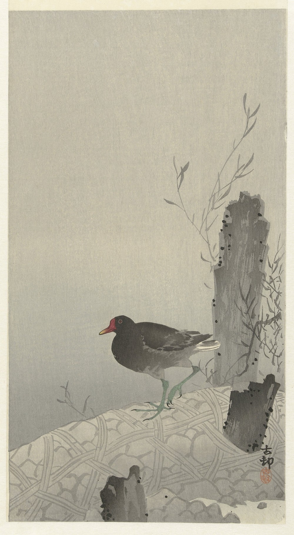 Moorhen