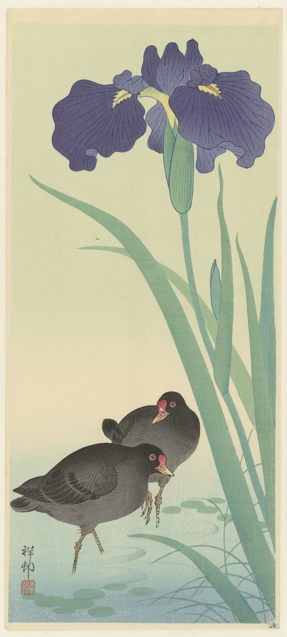 Moorhens and iris