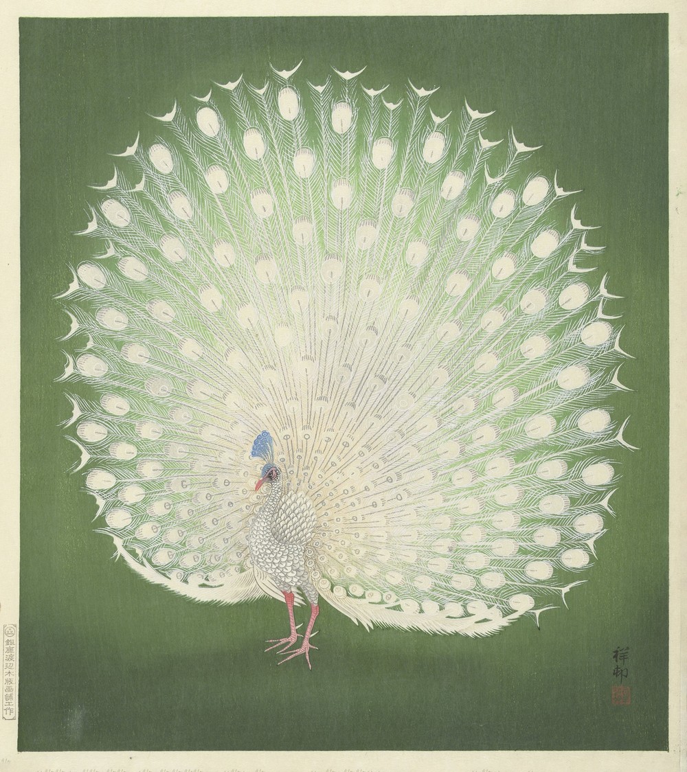 Peacock
