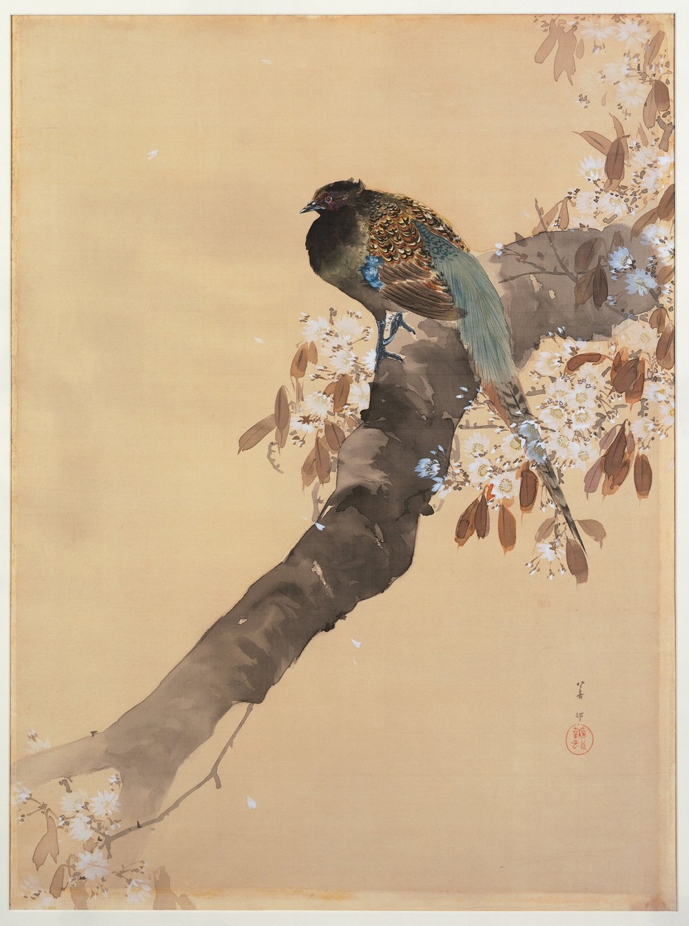 Pheasant on cherry blossom branch