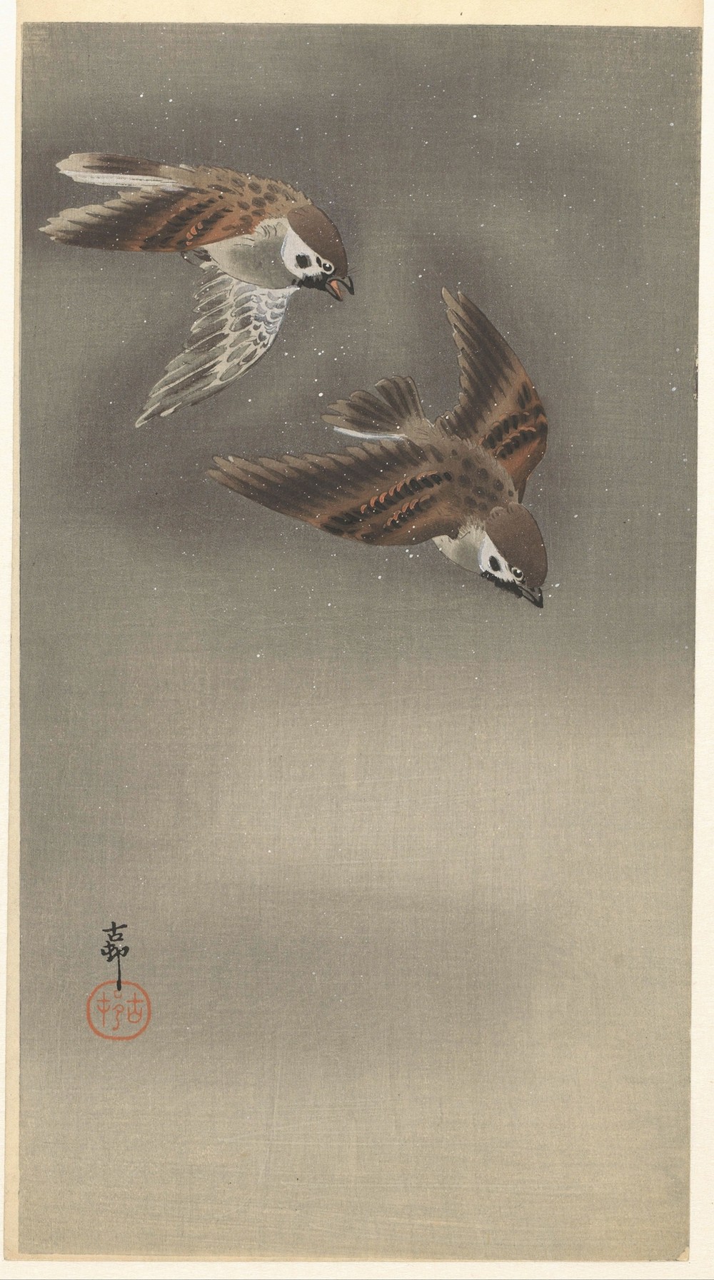 Ring sparrows in snow