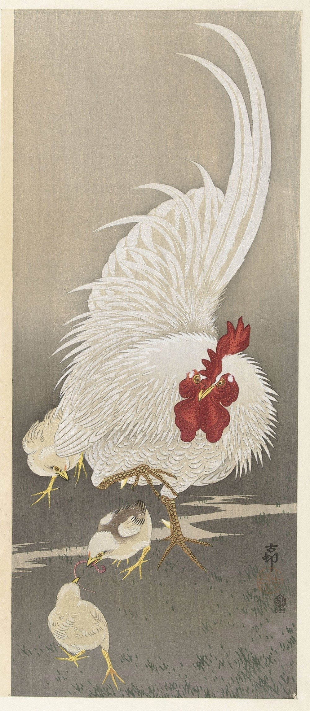 Rooster and three chicks
