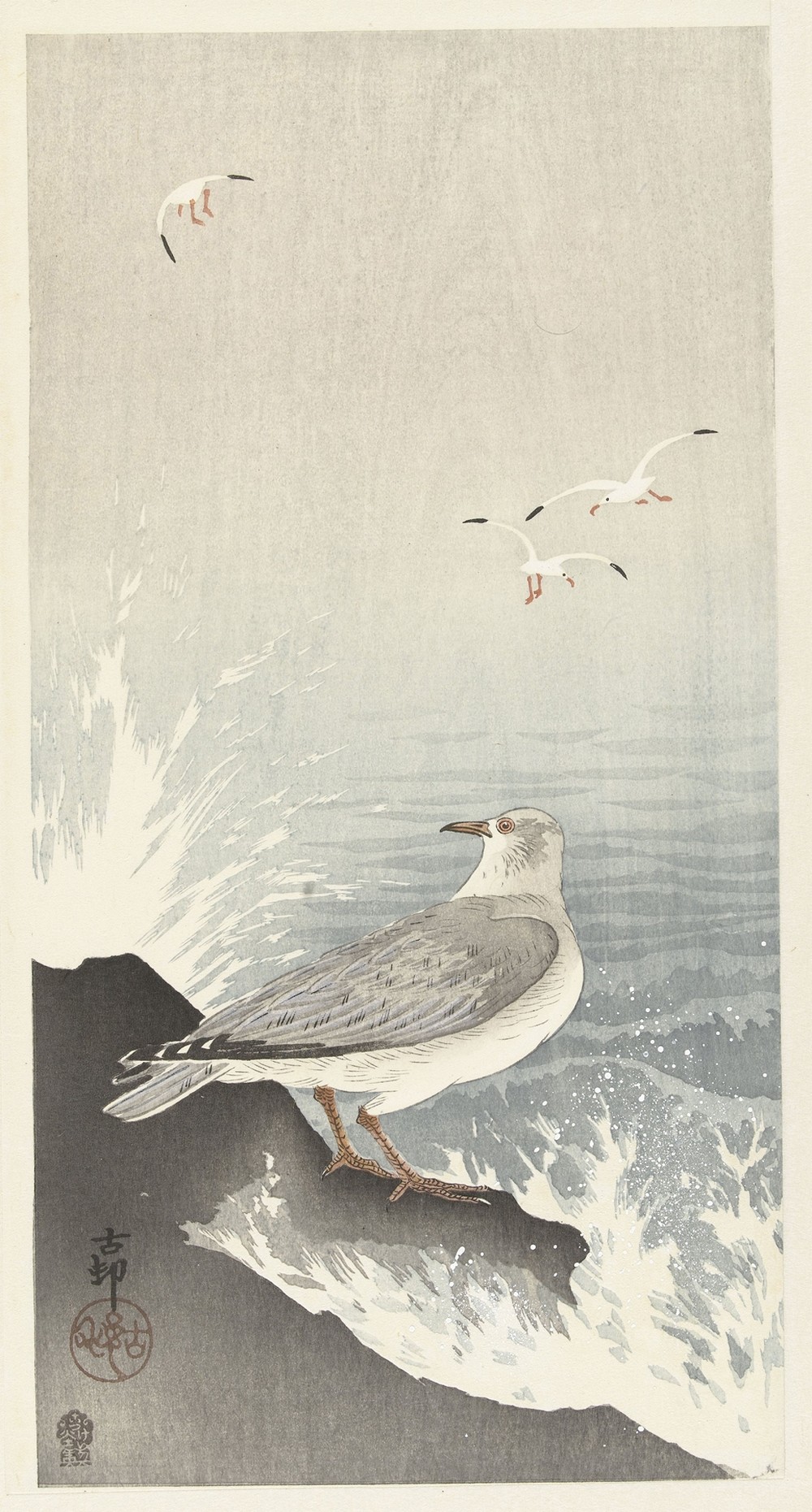 Seagull on rock