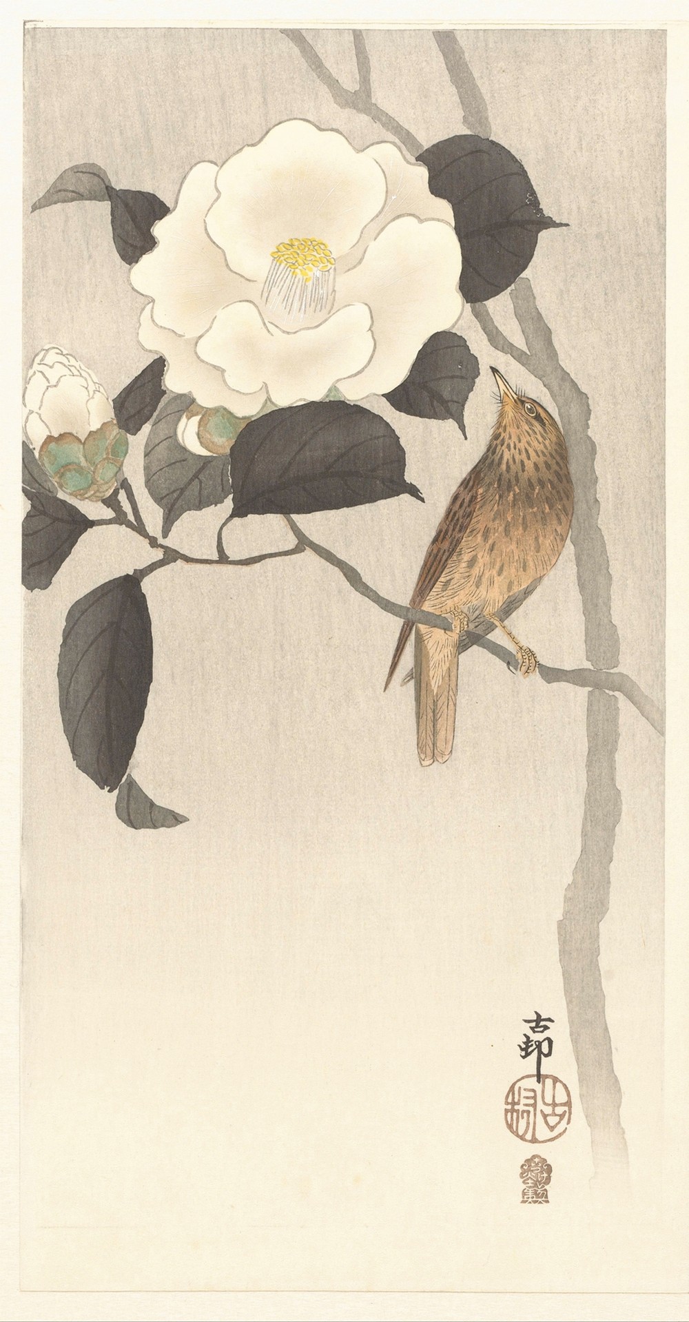 Songbird and flowering camellia