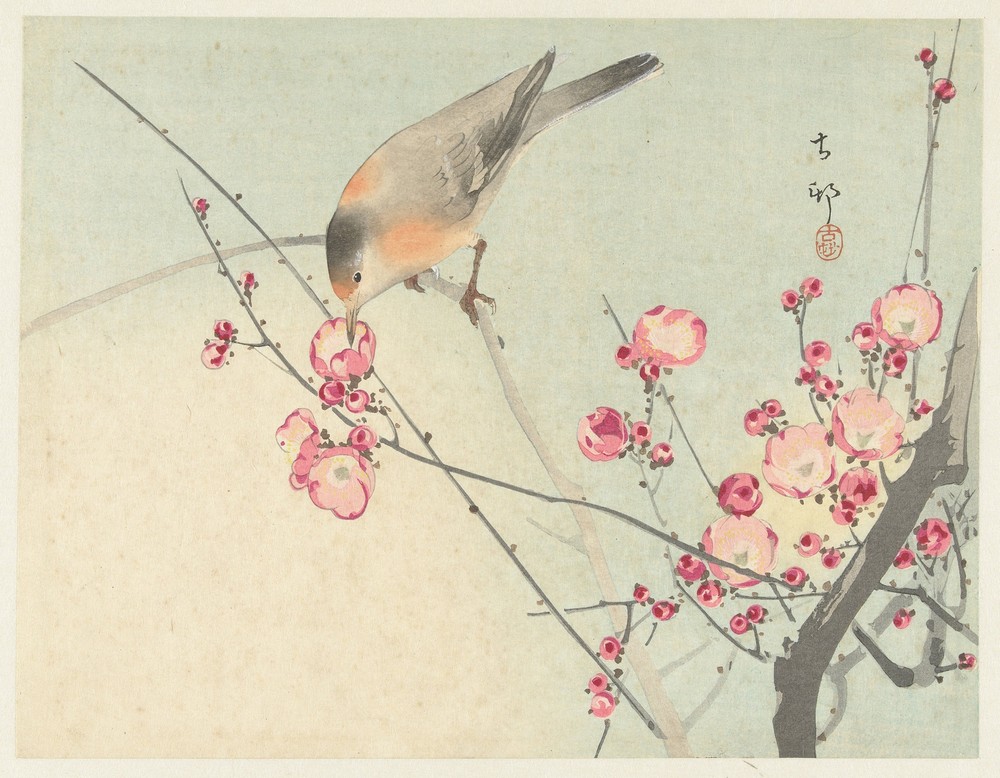Songbird on blossom branch