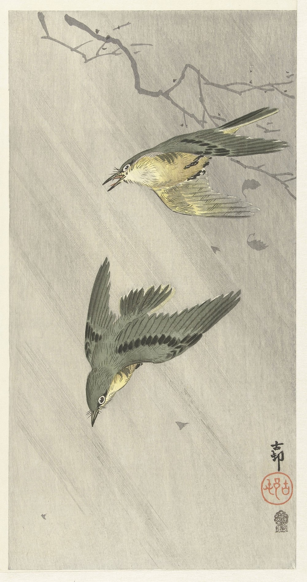 Songbirds in rain