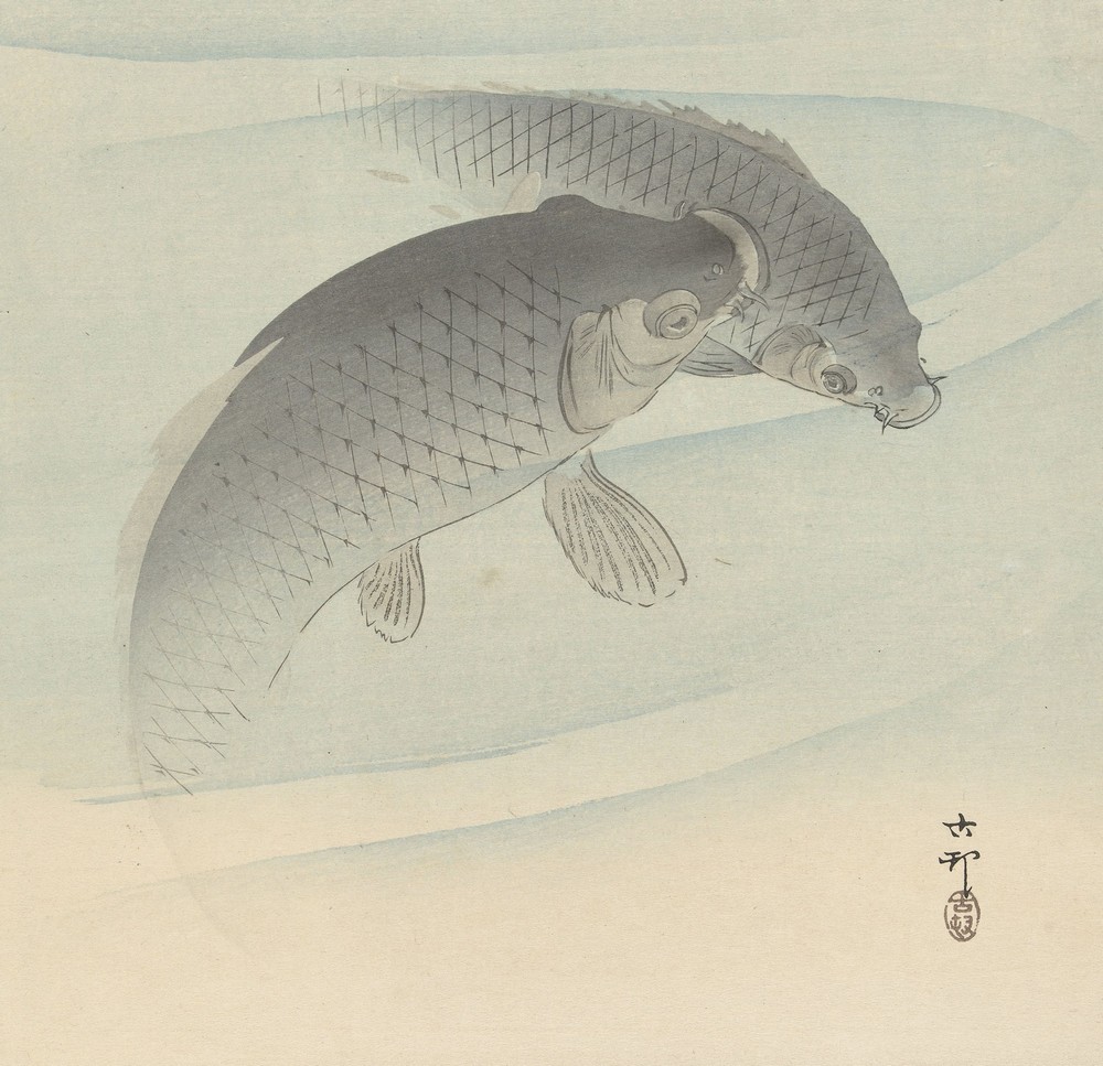 Two carps