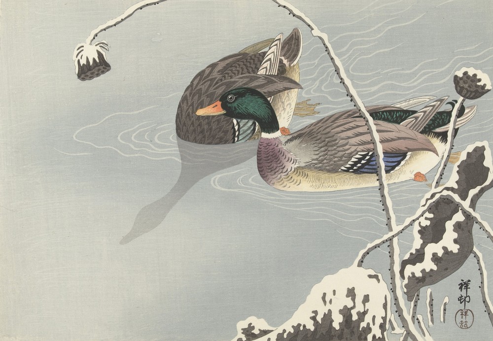 Two Mallards near a Snow-Covered Lotus,
