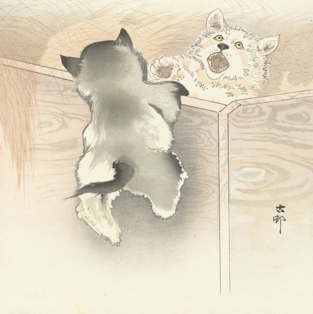 Two playing dogs